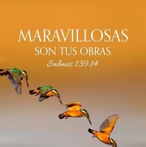 Meet your Posher, Rosalia